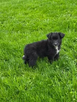 Anna, a female Australian Shepherd and Border Collie for sale in Beach City, OH – 1 of 1