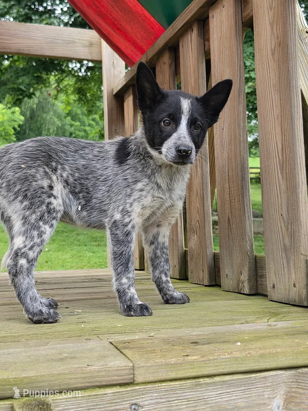 Cali – Australian Cattle Dog, Border Collie puppy for sale in Beach City, OH