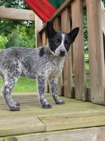 Cali, a female Australian Cattle Dog and Border Collie for sale in Beach City, OH – 1 of 3