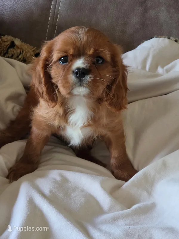 OLIVER – Cavalier King Charles Spaniel puppy for sale in Beach City, OH