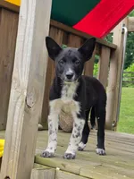 Bella, a female Australian Cattle Dog and Border Collie for sale in Beach City, OH – 1 of 2