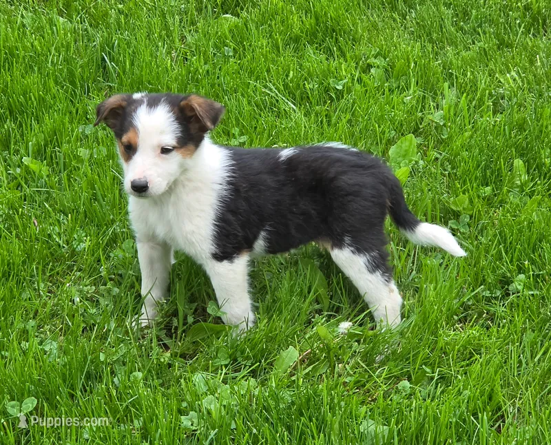 Lucy – Australian Shepherd, Border Collie puppy for sale in Beach City, OH