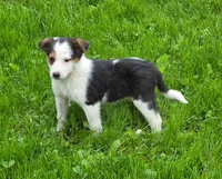 Lucy, a female Australian Shepherd and Border Collie for sale in Beach City, OH – 1 of 1