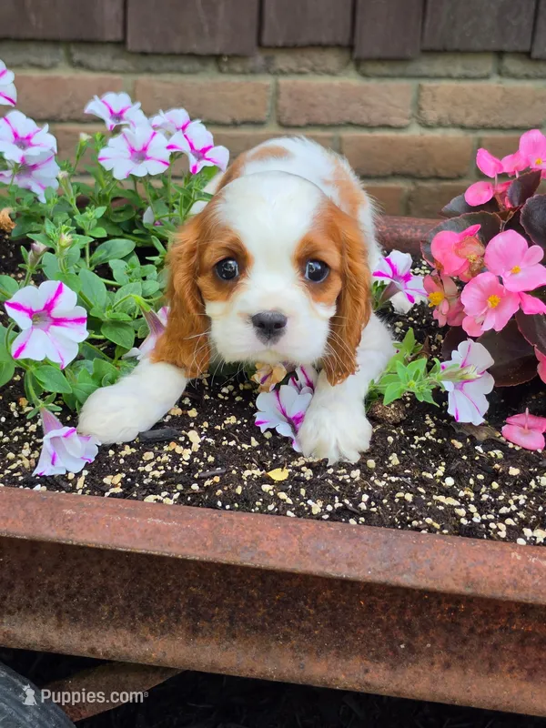 BENTLEY  – Cavalier King Charles Spaniel puppy for sale in Beach City, OH
