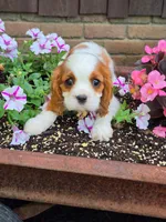 BENTLEY , a male Cavalier King Charles Spaniel for sale in Beach City, OH – 1 of 1