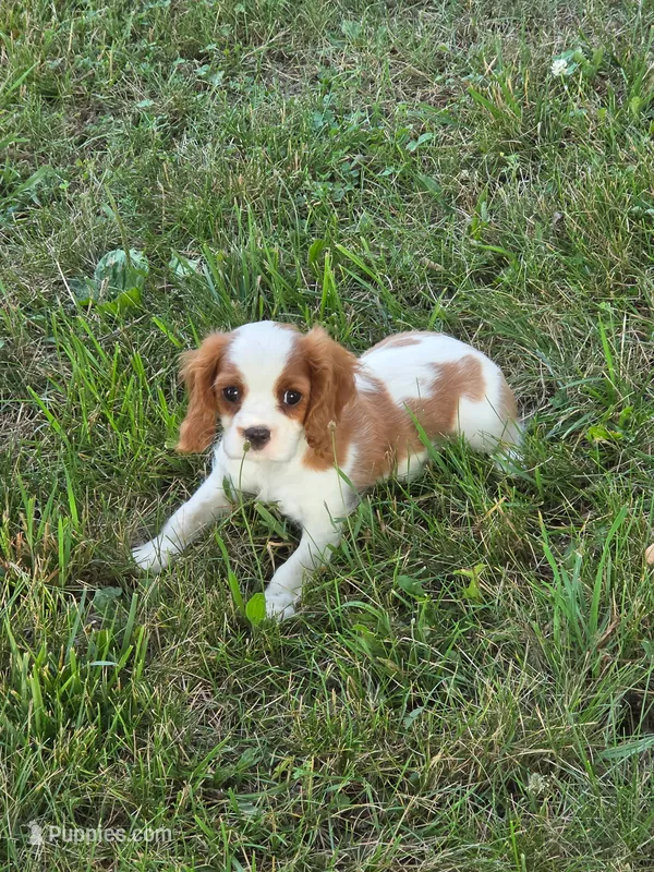 BENTLEY  – Cavalier King Charles Spaniel puppy for sale in Beach City, OH