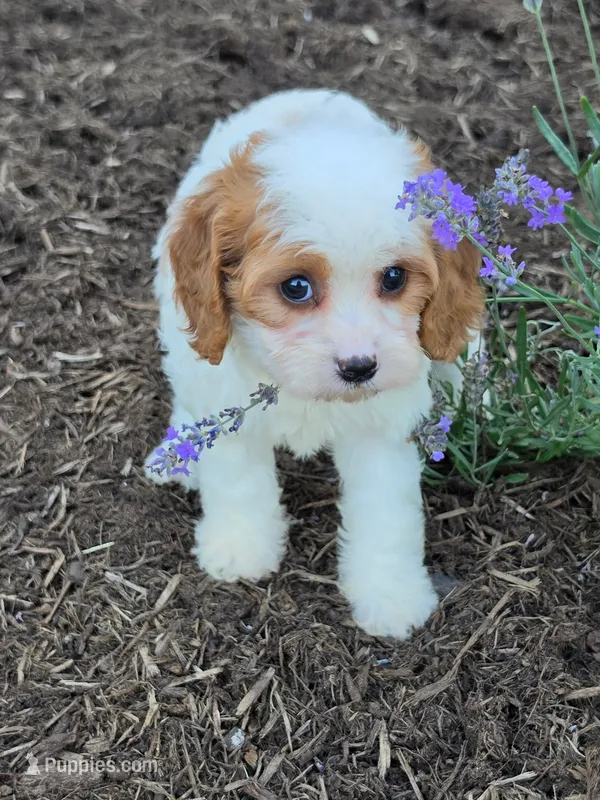 Ellie – Cavapoo puppy for sale in Beach City, OH