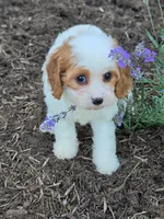 Ellie, a female Cavapoo for sale in Beach City, OH – 1 of 6