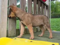 AXLE, a male Australian Cattle Dog and German Shepherd Dog for sale in Beach City, OH – 3 of 4
