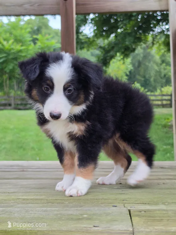 Knox – Miniature Australian Shepherd puppy for sale in Beach City, OH