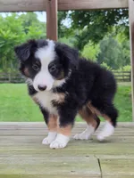 Knox, a male Miniature Australian Shepherd for sale in Beach City, OH – 1 of 1