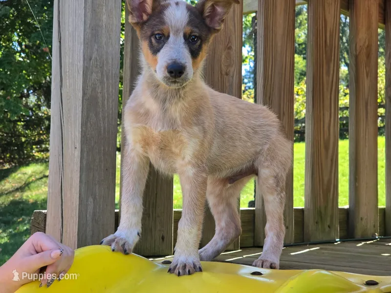 DINGO – Australian Cattle Dog, German Shepherd Dog puppy for sale in Beach City, OH
