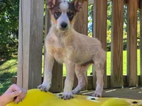 DINGO, a male Australian Cattle Dog and German Shepherd Dog for sale in Beach City, OH – 1 of 1