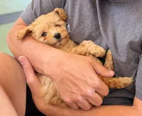Ellie, a female Poodle - Miniature  for sale in Beach City, OH – 3 of 3