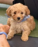 Ellie, a female Poodle - Miniature  for sale in Beach City, OH – 2 of 3