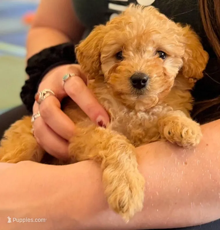 Ellie – Poodle - Miniature  puppy for sale in Beach City, OH
