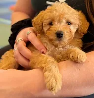 Ellie, a female Poodle - Miniature  for sale in Beach City, OH – 1 of 3