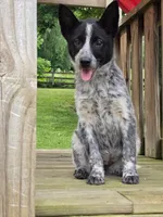 Cali, a female Australian Cattle Dog and Border Collie for sale in Beach City, OH – 3 of 3