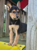DIESEL, a male Australian Cattle Dog and German Shepherd Dog for sale in Beach City, OH – 1 of 3