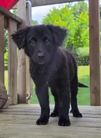 Spencer, a male Australian Cattle Dog and Border Collie for sale in Beach City, OH – 2 of 3