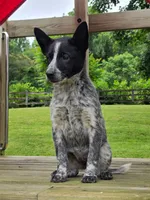 Cali, a female Australian Cattle Dog and Border Collie for sale in Beach City, OH – 2 of 3