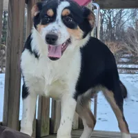 Max, a male Australian Cattle Dog and Australian Shepherd for sale in Beach City, OH – Photo 1 of 2