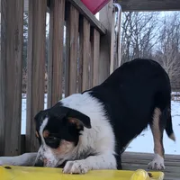 Max, a male Australian Cattle Dog and Australian Shepherd for sale in Beach City, OH – Photo 2 of 2