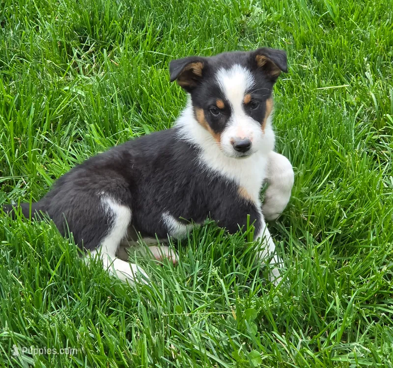 Boomer – Australian Shepherd, Border Collie puppy for sale in Beach City, OH