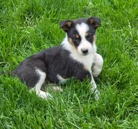 Boomer, a male Australian Shepherd and Border Collie for sale in Beach City, OH – 1 of 1