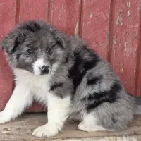Remi, a female Miniature Australian Shepherd for sale in Beach City, OH – Photo 6 of 6