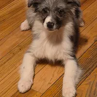 Remi, a female Miniature Australian Shepherd for sale in Beach City, OH – Photo 4 of 6