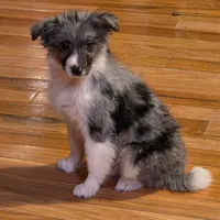 Remi, a female Miniature Australian Shepherd for sale in Beach City, OH – Photo 1 of 6