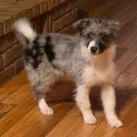 Remi, a female Miniature Australian Shepherd for sale in Beach City, OH – Photo 2 of 6