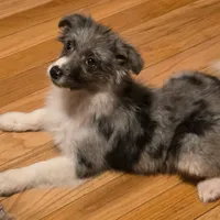 Remi, a female Miniature Australian Shepherd for sale in Beach City, OH – Photo 3 of 6
