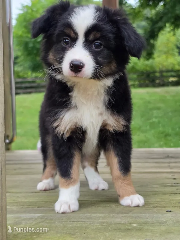Cruz – Miniature Australian Shepherd puppy for sale in Beach City, OH