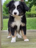 Cruz, a male Miniature Australian Shepherd for sale in Beach City, OH – 1 of 1
