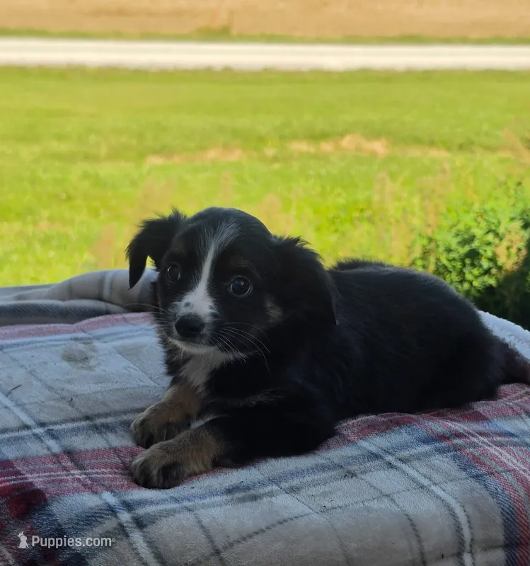 GUS – Miniature Australian Shepherd puppy for sale in Beach City, OH