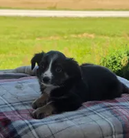 GUS, a male Miniature Australian Shepherd for sale in Beach City, OH – 1 of 1