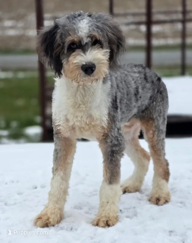 Prince – Bernedoodle puppy for sale in Beach City, OH