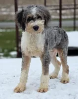 Prince, a male Bernedoodle for sale in Beach City, OH – Photo 1 of 3