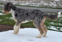 Prince, a male Bernedoodle for sale in Beach City, OH – Photo 3 of 3