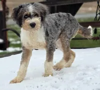 Prince, a male Bernedoodle for sale in Beach City, OH – Photo 2 of 3