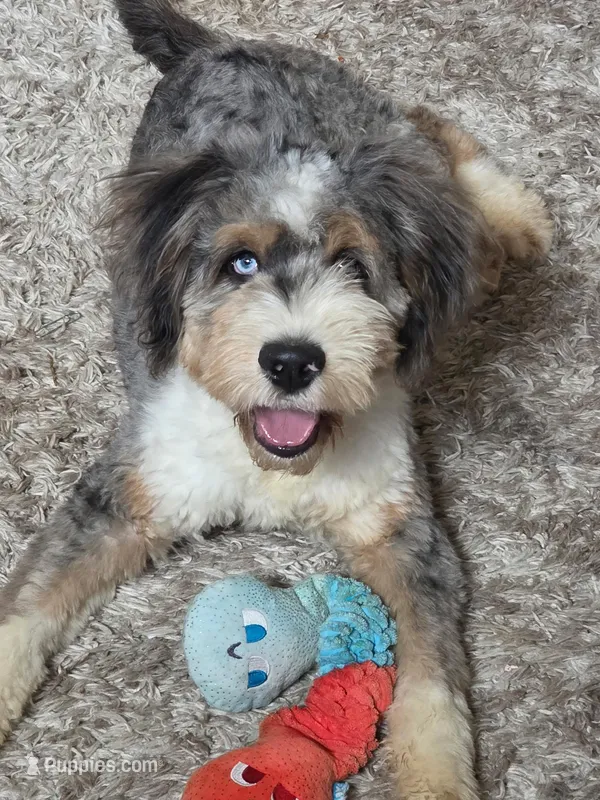 Prince – Bernedoodle puppy for sale in Beach City, OH