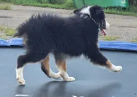 Knox, a male Miniature Australian Shepherd for sale in Beach City, OH – 3 of 4