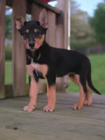 THOR, a male Australian Cattle Dog and German Shepherd Dog for sale in Beach City, OH – 2 of 2