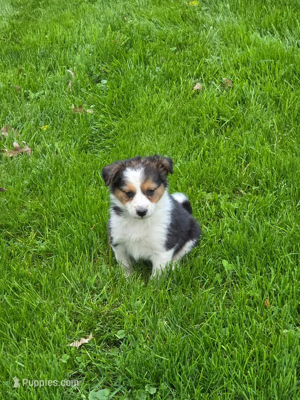 Molly – Australian Shepherd, Border Collie puppy for sale in Beach City, OH