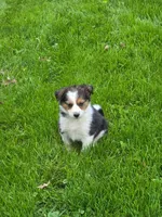 Molly, a female Australian Shepherd and Border Collie for sale in Beach City, OH – 1 of 1