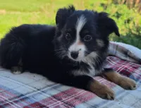 Gunner, a male Miniature Australian Shepherd for sale in Beach City, OH – 1 of 1