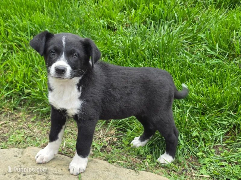 Bella, a female Australian Shepherd and Border Collie for sale in Beach City, OH – 1 of 1