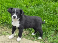 Bella, a female Australian Shepherd and Border Collie for sale in Beach City, OH – 1 of 1